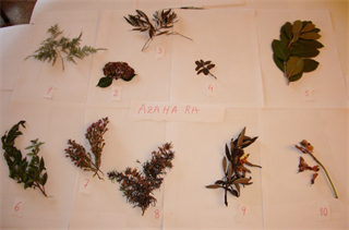2007_plantas 2007_plantas