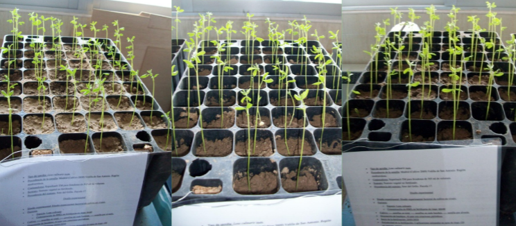 2011_incidencianitrato