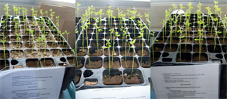 2011_incidencianitrato 2011_incidencianitrato