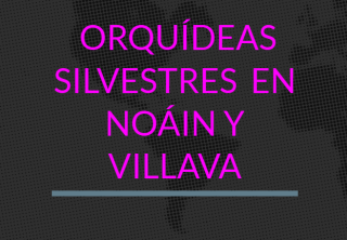 2025_orquideas